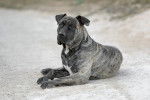 Un Dogo Canario allongé sur un sol enneigé