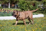 Photo Dogo Canario