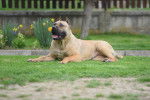 Photo Dogo Canario
