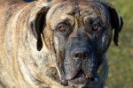 Photo Dogo Canario