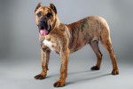 Photo Dogo Canario