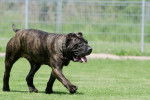 Photo Dogo Canario
