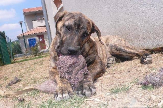 Calian de La Crique du Flojule (Dogo Canario) - Dogo Canario