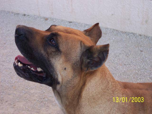 DOGO CANARIO Sky de casa del presa - Dogo Canario