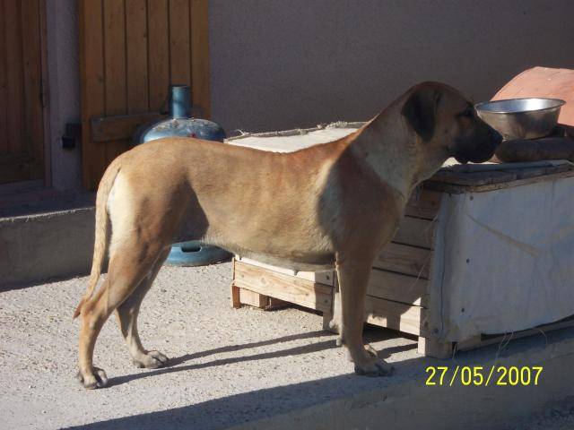 DOGO CANARIO Balder de la feuille de vigne - Dogo Canario