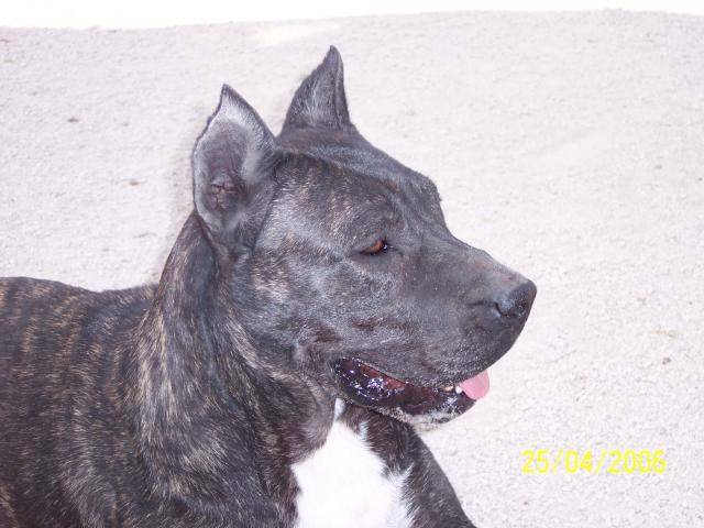DOGO CANARIO Sherkane de l'ame des guerriers - Dogo Canario