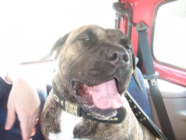 dogo canario - Dogo Canario