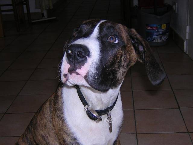 Cirrus Dogo Canario - Dogo Canario