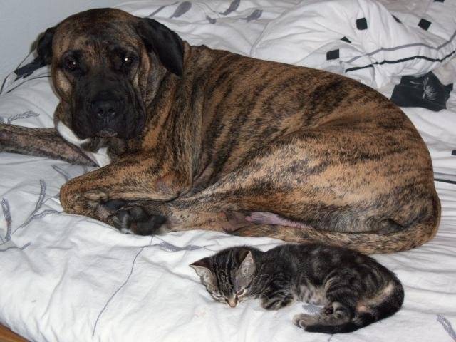 dogo canario VENUS - Dogo Canario