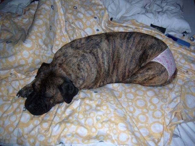 dogo canario VENUS - Dogo Canario
