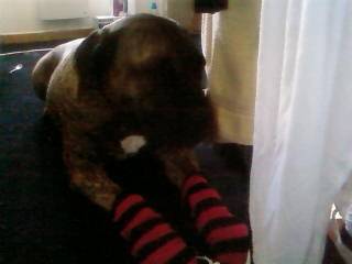 dogo canario VENUS - Dogo Canario