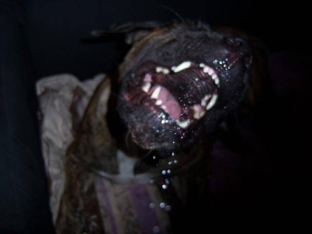 dogo canario VENUS - Dogo Canario