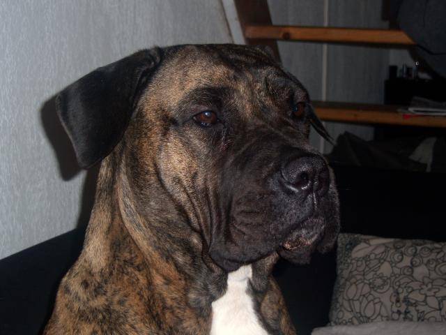 dogo canario VENUS - Dogo Canario