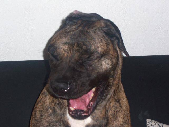 dogo canario VENUS - Dogo Canario