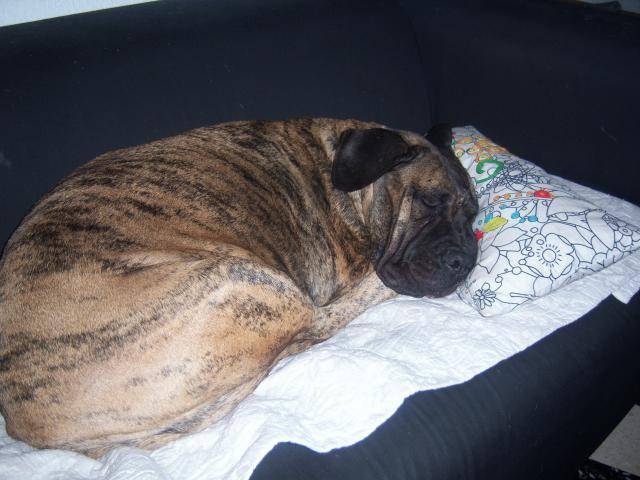 dogo canario VENUS - Dogo Canario