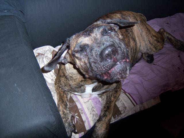 dogo canario VENUS - Dogo Canario