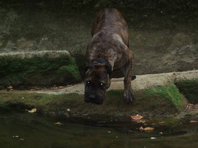 dogo-canario ( weida) ouf!!!! - Dogo Canario