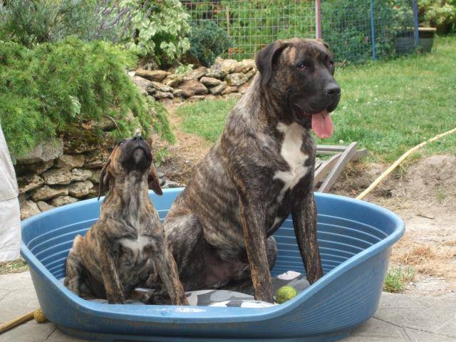 dogo canario do-san 10 mois et bambou 2 mois - Dogo Canario (10 mois)