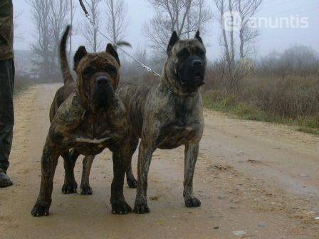 dogo canario sixby - Dogo Canario