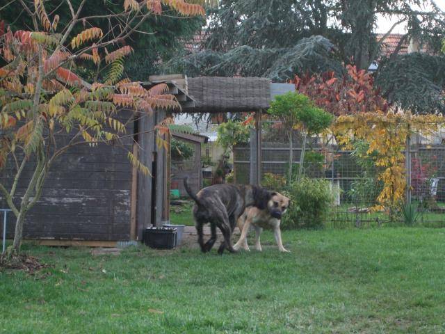 dogo canario duffy et do-san en plein jeu - Dogo Canario