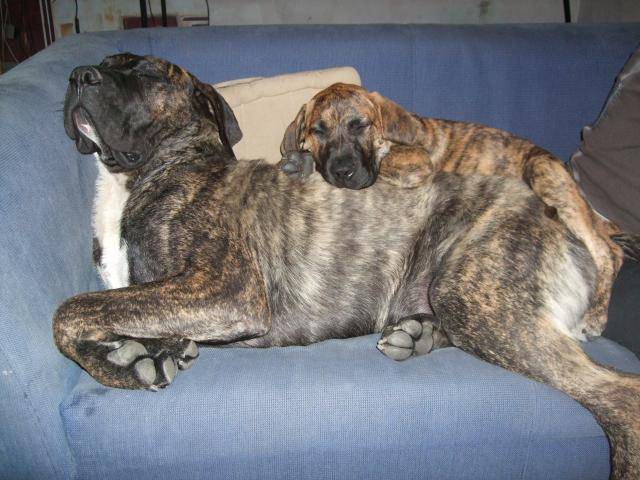 dogo-canario// do-san and bambou - Dogo Canario