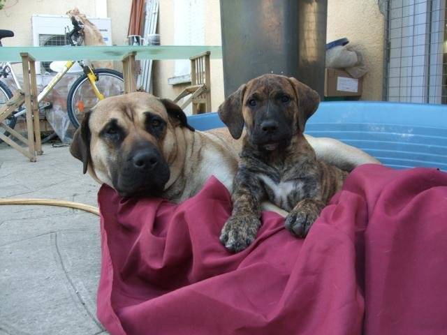 dogo canario// duffy et bambou - Dogo Canario