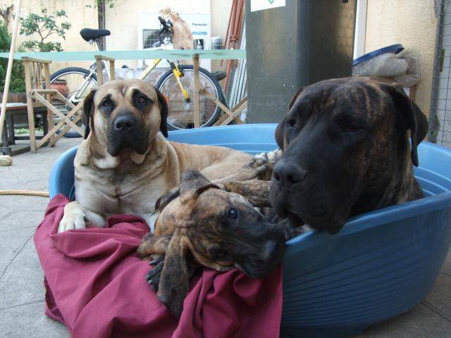 dogo-canario //la famillia - Dogo Canario