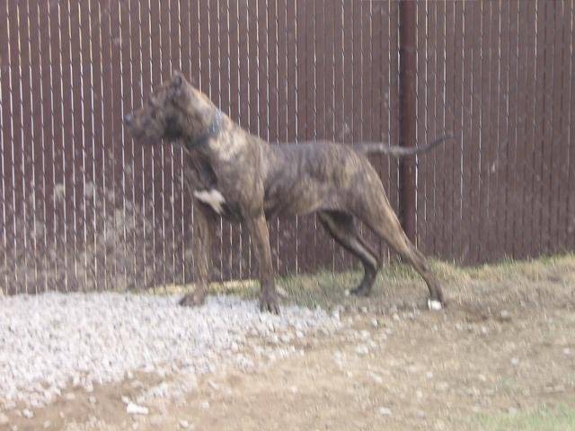 TIA-dogo canario - Dogo Canario