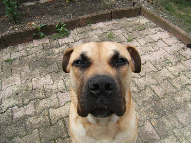 erone dogo canario - Dogo Canario