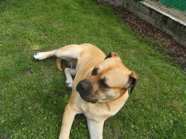 dogo canario - Dogo Canario