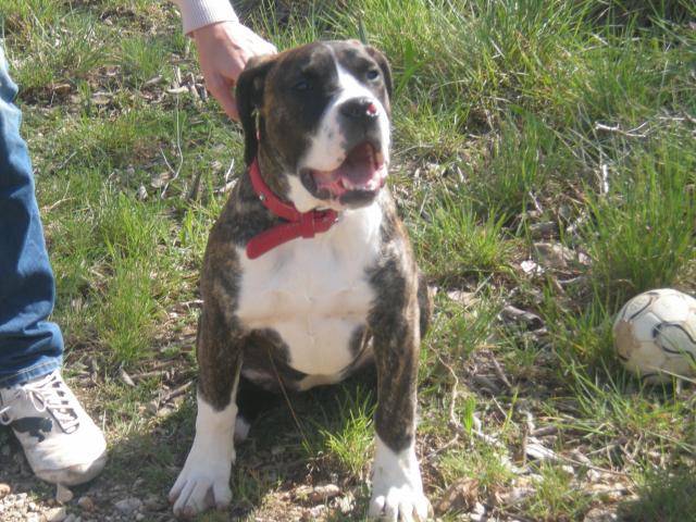 dogo canario Hinka - Dogo Canario