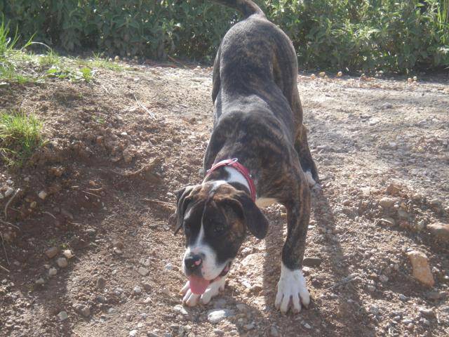 dogo canario Hinka - Dogo Canario