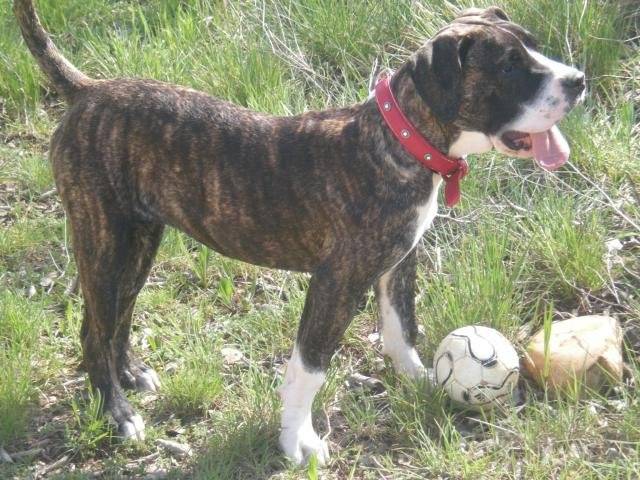 dogo canario Hinka - Dogo Canario