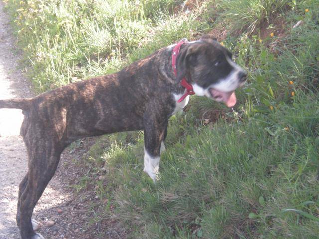 dogo canario Hinka - Dogo Canario