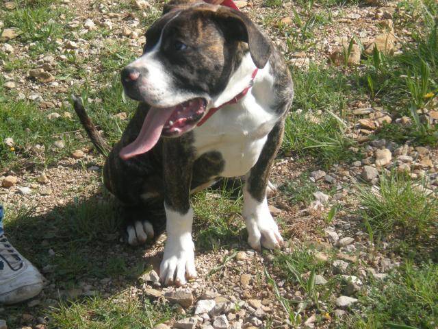 dogo canario Hinka - Dogo Canario