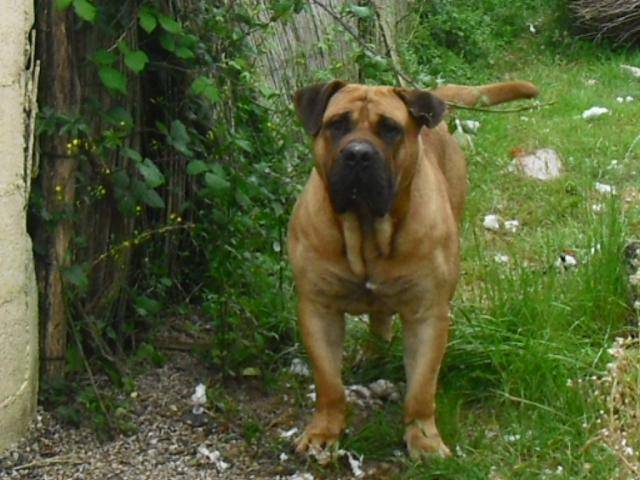 dogo canario - Dogo Canario
