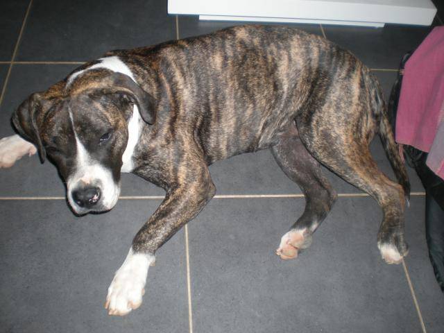 presa canario Hinka - Dogo Canario