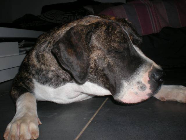 presa canario Hinka - Dogo Canario