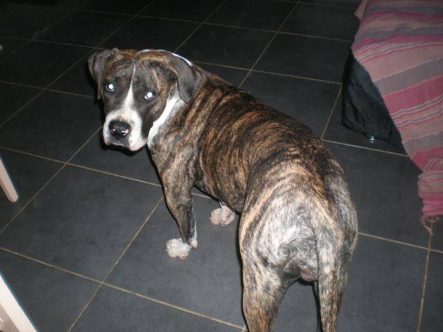 presa canario Hinka - Dogo Canario