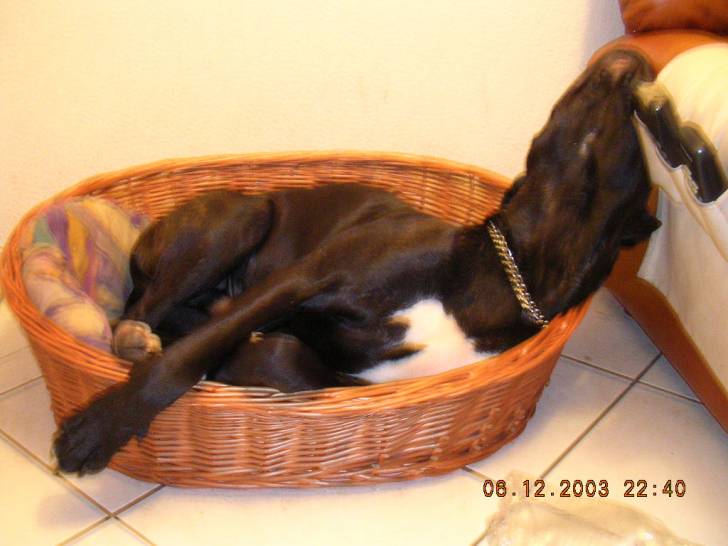 La petite Corbeille - Dogo Canario