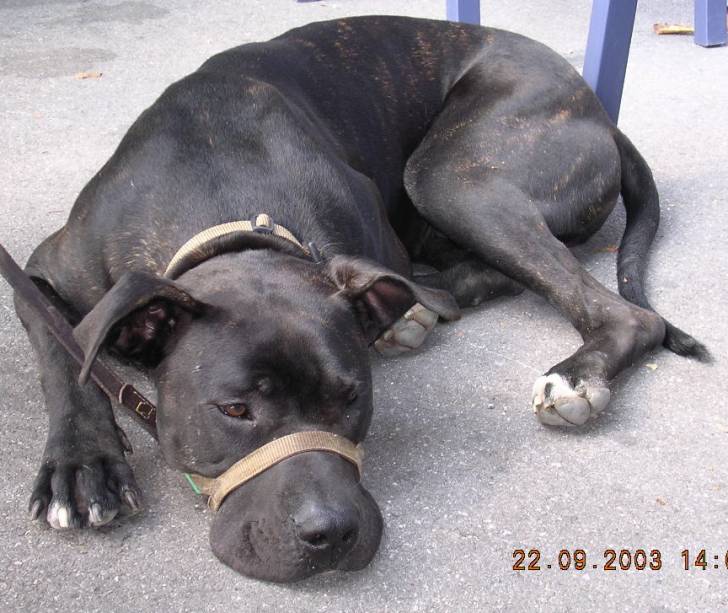 Jour de sortie - Dogo Canario