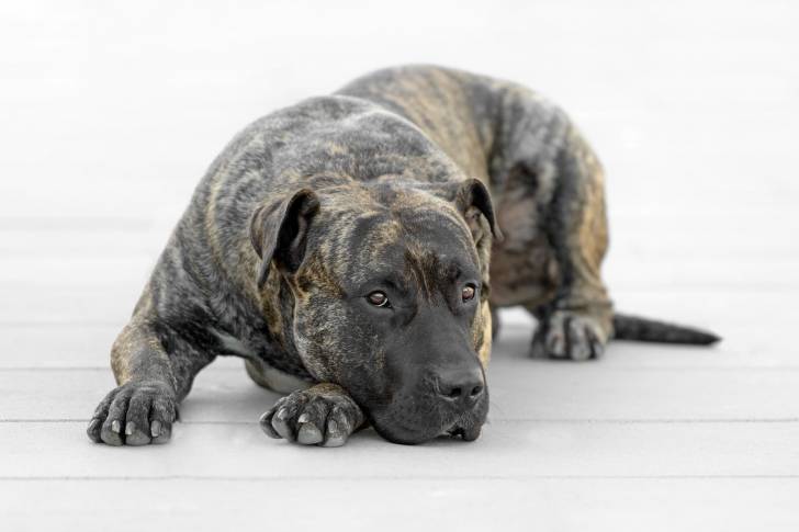 Photo Dogo Canario