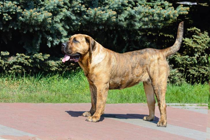 Photo Dogo Canario