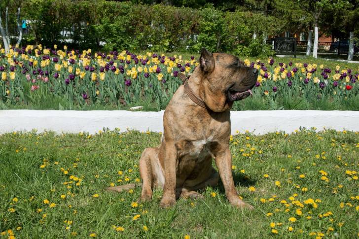 Photo Dogo Canario