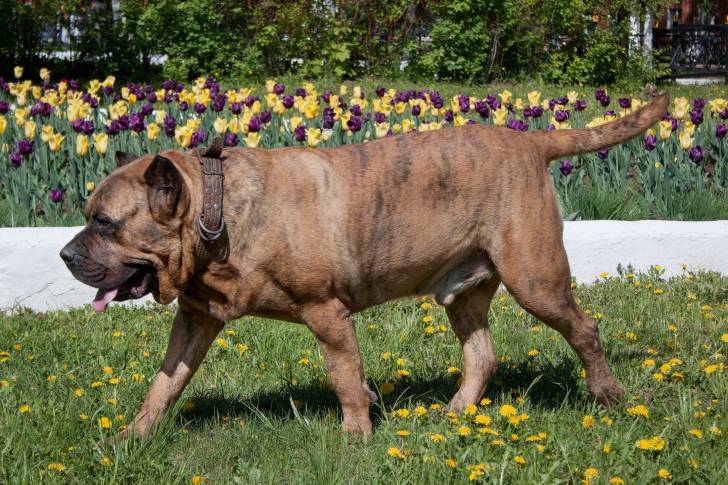 Photo Dogo Canario