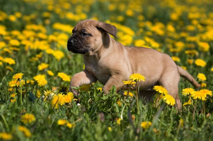 Photo Dogo Canario