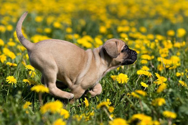 Photo Dogo Canario