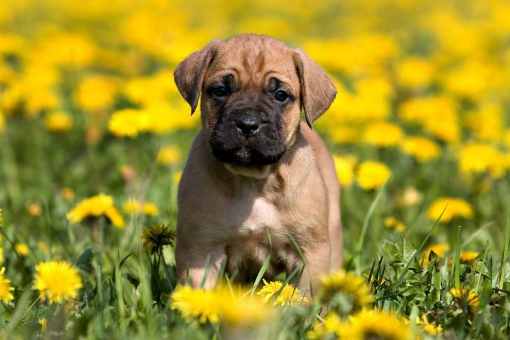 Photo Dogo Canario