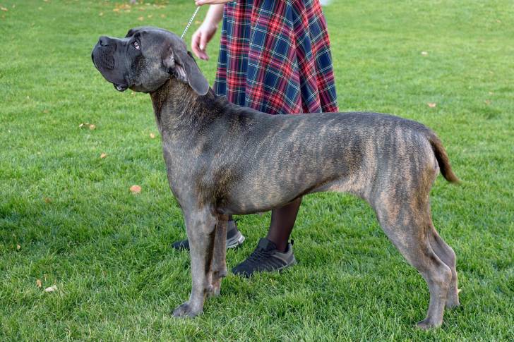 Photo Dogo Canario