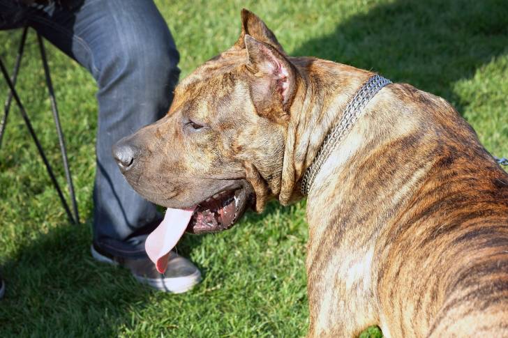 Photo Dogo Canario
